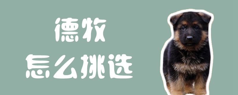 德牧怎么挑选1