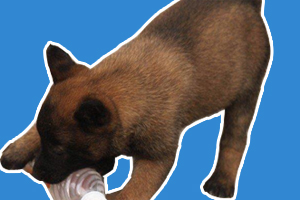 马犬幼犬如何喂养