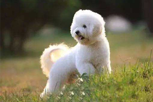 比熊如何去泪痕