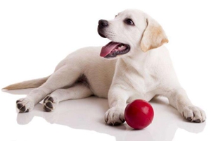 小狗绝育后没食欲怎么办