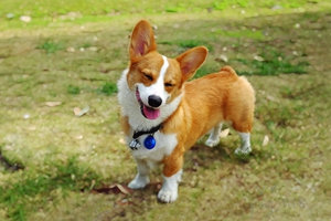 柯基幼犬不爱喝水怎么办