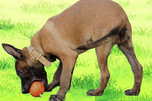 马犬幼犬吃什么毛色好