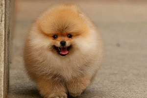 博美不能吃什么水果