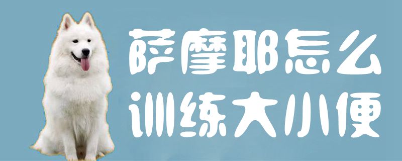 薩摩耶怎麼訓練大小便1