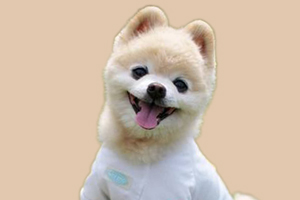 博美不爱喝水怎么办