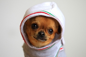 吉娃娃爱叫怎么办