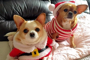 吉娃娃爱咬东西怎么办