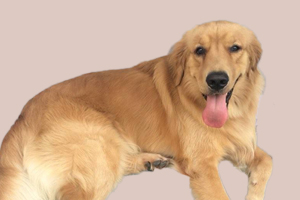 金毛如何喂养最好