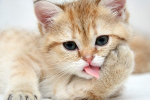 小猫咪不吃猫粮怎么办