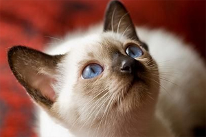 暹罗猫口臭怎么回事