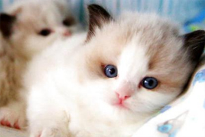 布偶猫幼猫怎么养