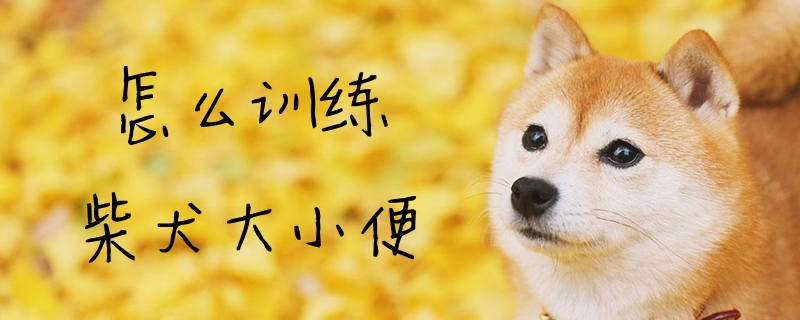 怎麼訓練柴犬大小便