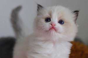布偶猫幼猫吃什么