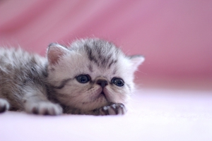 怎么给小猫咪喂羊奶粉