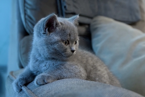 怎么给小猫咪剪指甲