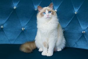 小猫咪耳朵有脏东西怎么办