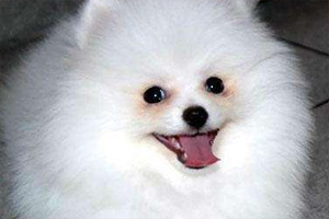 博美犬泪痕怎么去除