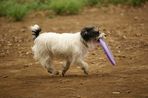 小狗狗不爱吃饭怎么办