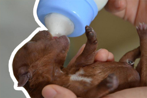 狗狗断奶怎么断