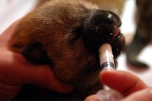 小狗没断奶怎么喂养