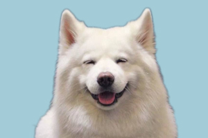 萨摩耶可以吃什么肉