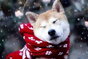 狗狗哆嗦怎么回事