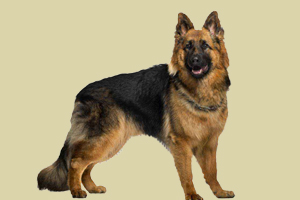 德牧怀孕后怎么喂养