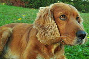 可卡怎么看品相