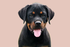 罗威纳怎么看品相好