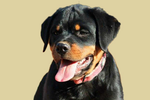 罗威纳怎么看好坏