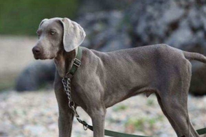 怎么养威玛猎犬