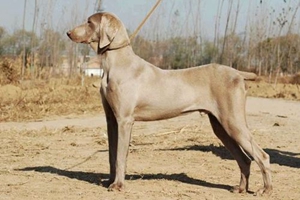 威玛猎犬怎么喂养