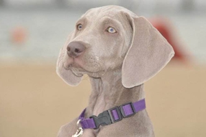 威玛猎犬吃什么狗粮