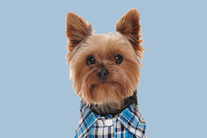 约克夏怎样美毛