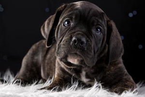 小狗换毛期要注意什么