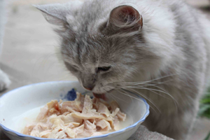 猫咪换粮不吃怎么办