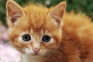 养小猫咪要注意什么