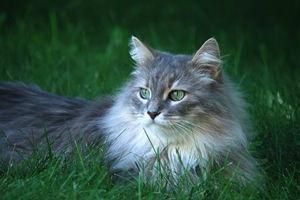 猫咪换毛期怎么办