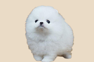 博美狗狗不可以吃什么水果