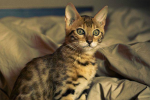 孟加拉猫怎么养