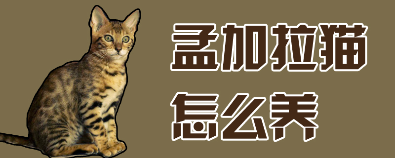 孟加拉猫怎么养