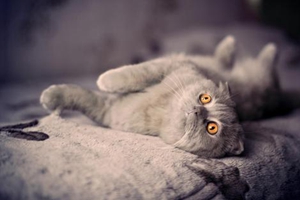 猫咪吃什么毛会变好