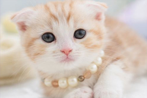 折耳猫饲养注意事项有哪些