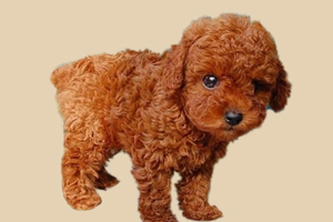 如何饲养泰迪犬