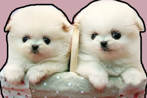 两个月的博美犬怎么养