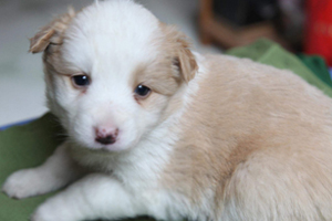 狗狗断奶后怎么喂养