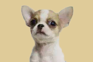 吉娃娃不爱吃东西怎么办