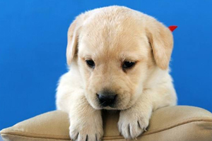 狗狗断奶后吃什么