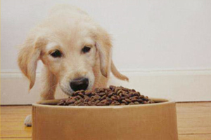 小狗断奶后吃什么