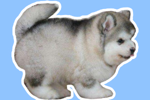 阿拉斯加断奶后吃什么